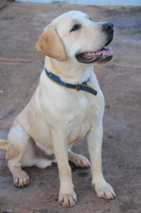 labrador, dog, canine-434835.jpg